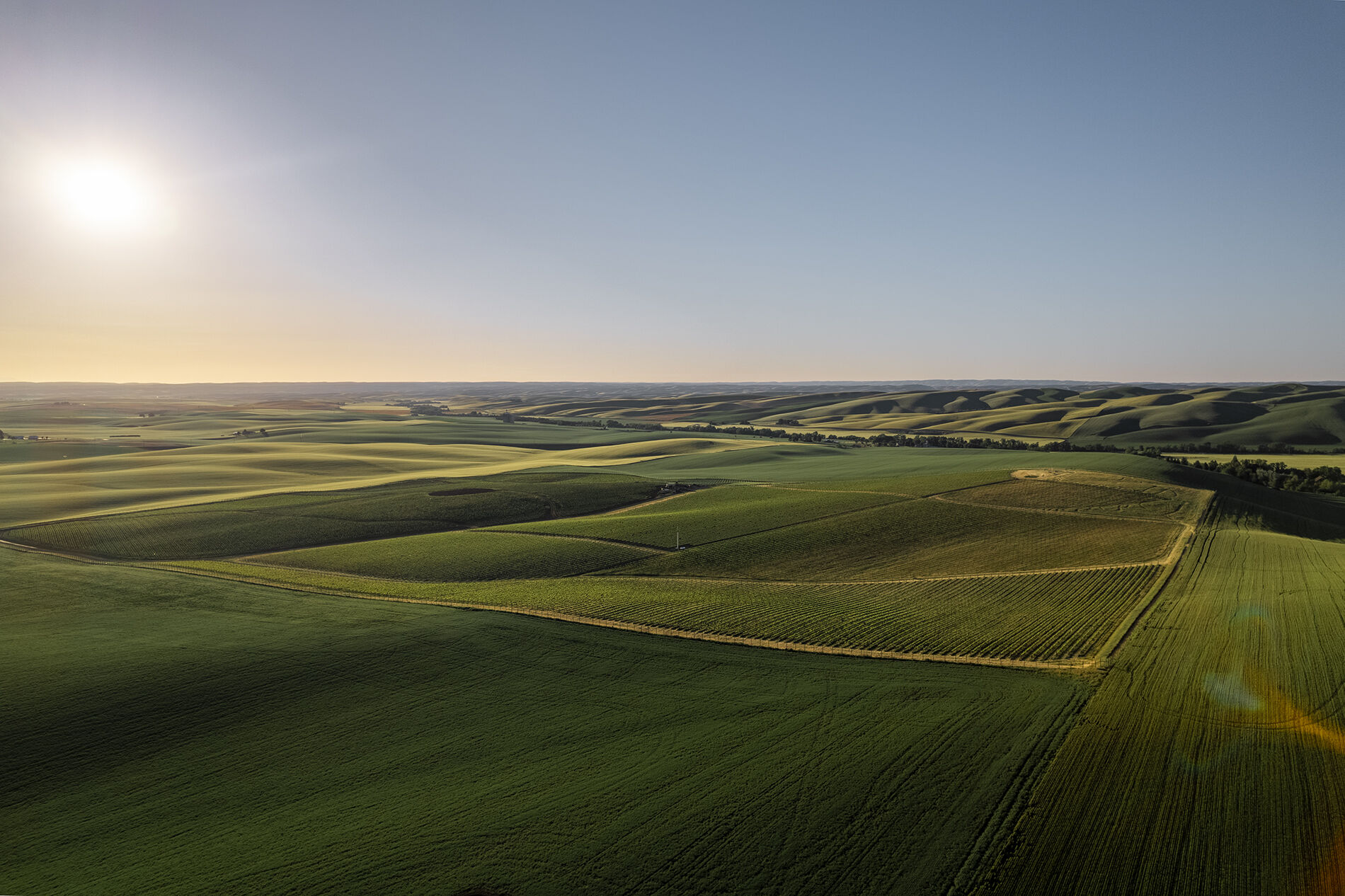 Jett Wines - Skysill Vineyard